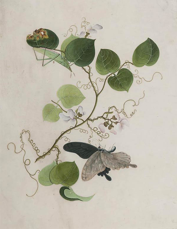 Chinese Artist, Butterfly & grasshopper, on a sweet pea fruiting branch. Watercolour, 42 x 32 cms