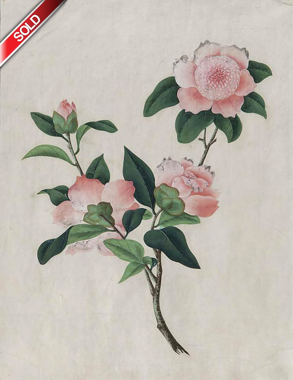 Pair of Camellias, Chinese Artist, Watercolour on paper, 19th Century, 36 x 28 cms