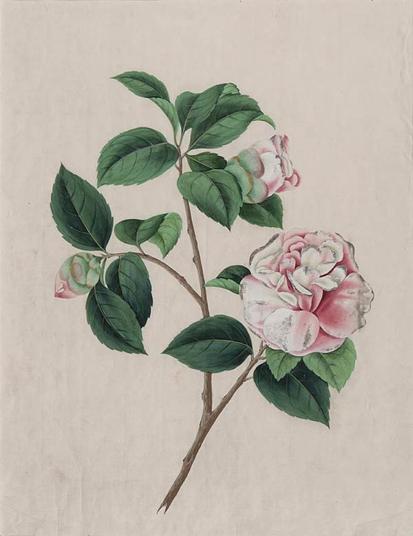 Flowering Roses, a pair, Anonymous Chinese Artist, Watercolour on paper, 42 x 32 cms