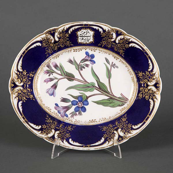 Missouri Evening Primrose