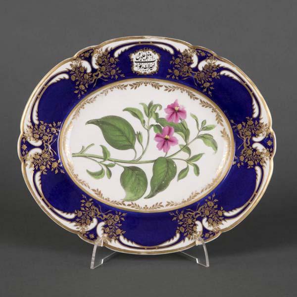 Missouri Evening Primrose