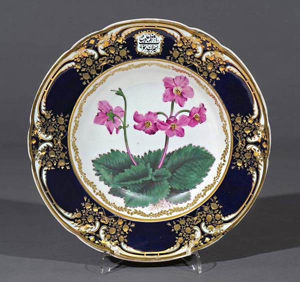 'Borage leaved Mullein'. From 'Curtis's Botanical Magazine, Vol 7, pl.236