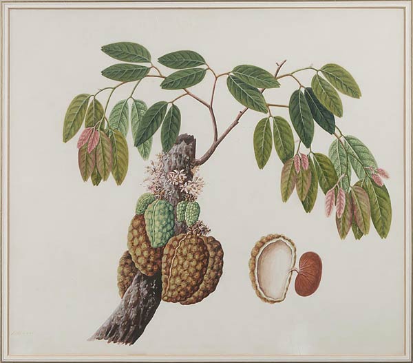 Jamun Plant, Anonymous Indian Artist, Circa.1800, Watercolour on paper, 49 x 43 cms